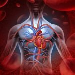 Blood Circulation: Imam al-Sadiq’s (as) Pioneering Insights