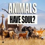 Do Animals Have Souls According to Islam?